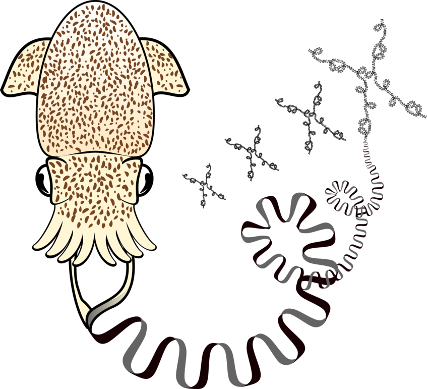 Evolution Of Metazoan Genome Architecture - Illustration (847x771)