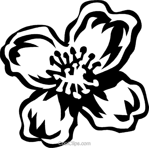 Clematis Royalty Free Vector Clip Art Illustration - Clematis Royalty Free Vector Clip Art Illustration (480x475)