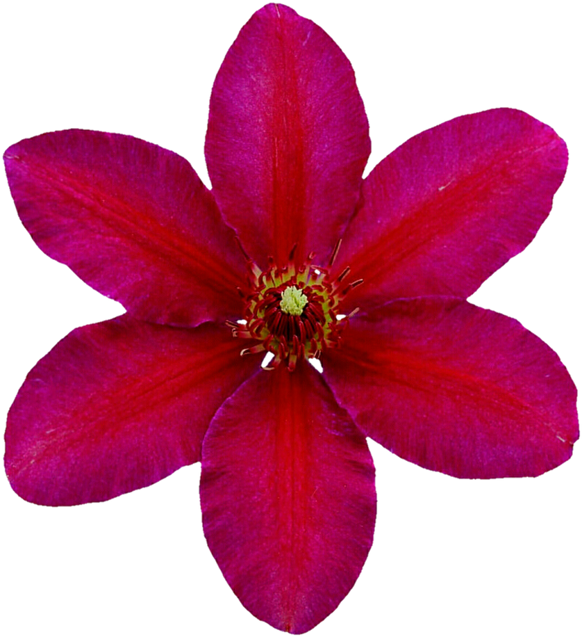 Radiant Red Clematis By Jeanicebartzen27 - Clematis (854x936)