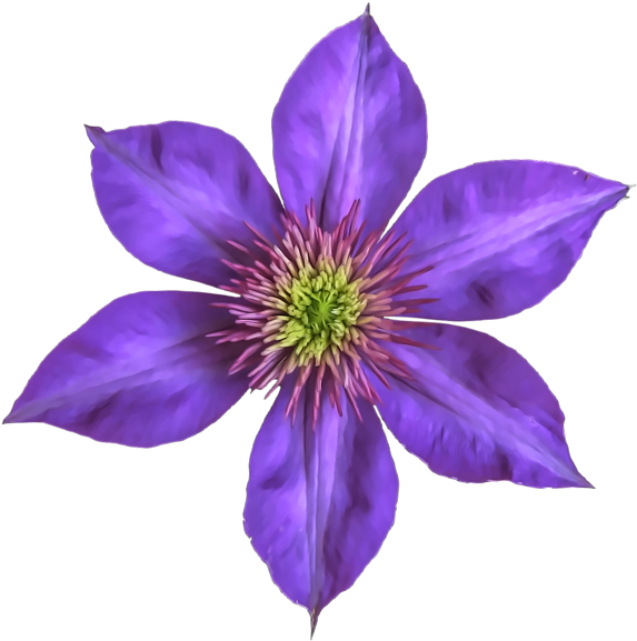 Clematis Flowers Png Free Images - Gentian Family (600x600)