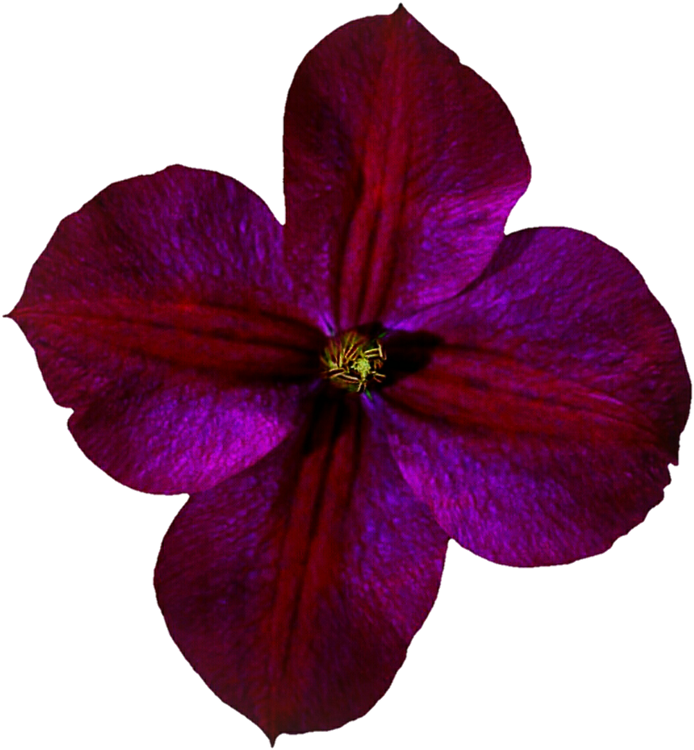 Purple Red Clematis By Jeanicebartzen27 Purple Red - Impatiens (1024x1102)
