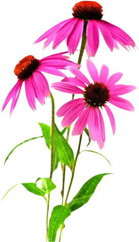 Echinacea Purpurea Plant - Echinacea Plant Png (326x520)