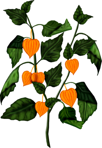 Venus Art Flowers, Flower Art, Venus, Views Album, - Venus Art Flowers, Flower Art, Venus, Views Album, (346x500)