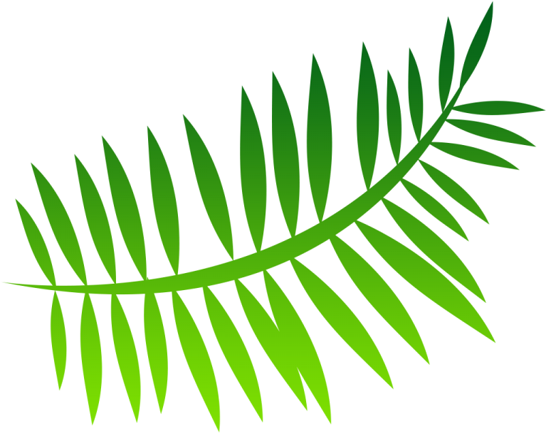 Fern Png Image - Free Transparent Ferns (767x609)