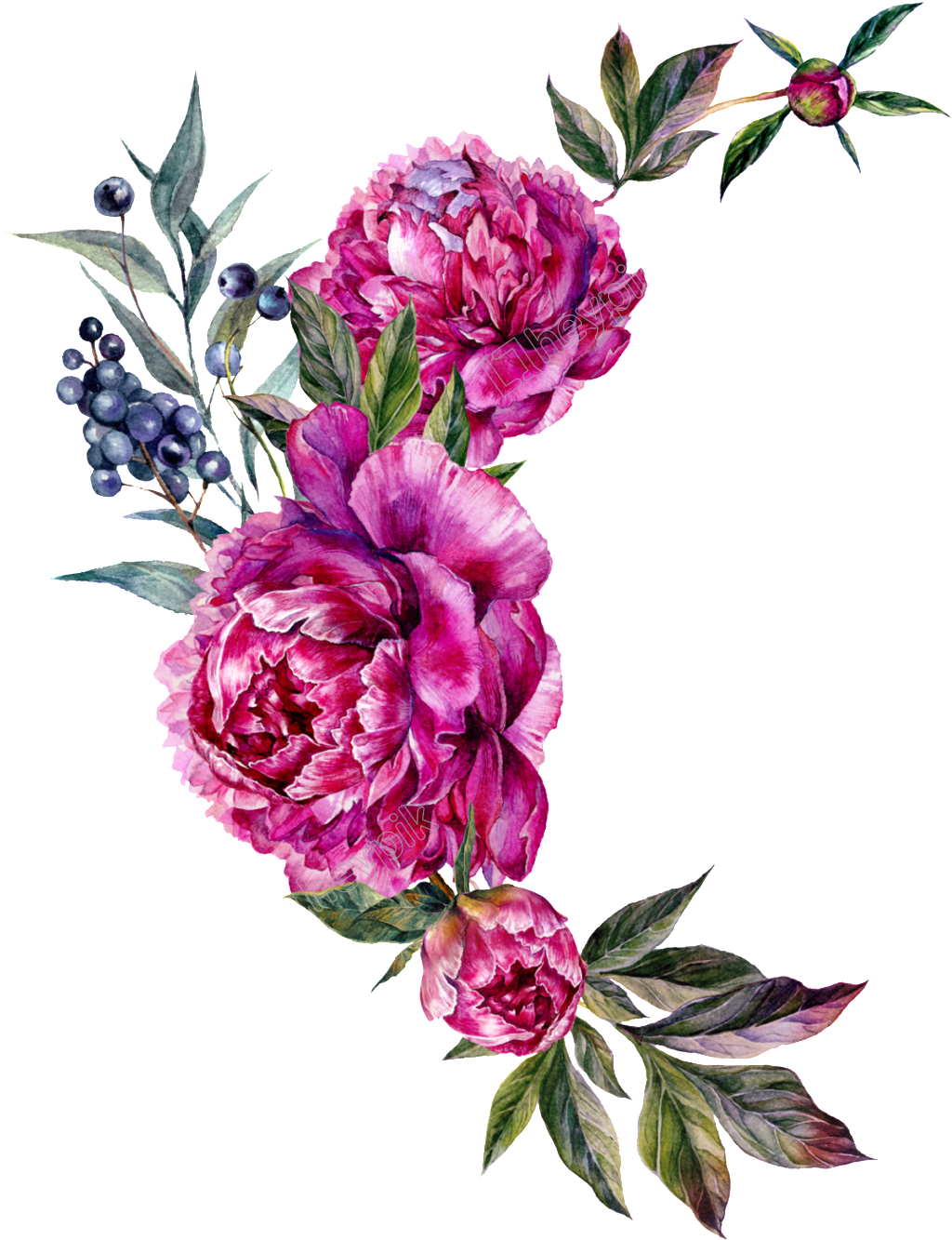 Peony Vector - Bouquet (1024x1333)