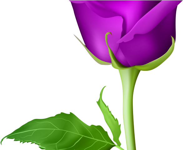 Purple Rose Clipart Purple Flower - Ross Flower Png (640x480)
