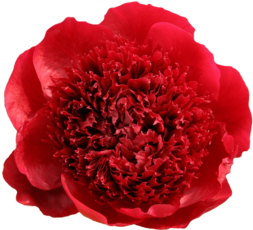 Paeonia Charm Peonies My Society - Common Peony (1500x1000)