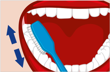 Repita Esta Acción Con Cada Diente Para Asegurarse - Often Should You Brush Your Teeth (438x346)