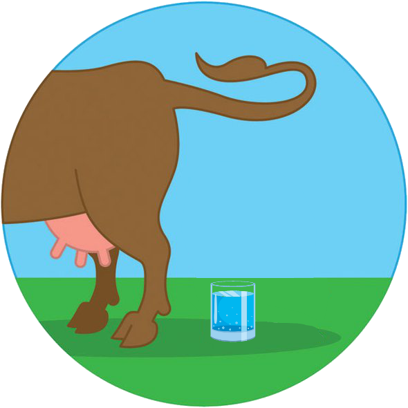 Cow Manure In Potsdam's Drinking Water - Cow Manure In Potsdam's Drinking Water (590x590)