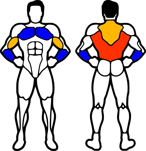 Pull Up Muscles - Muscles Do Chin Ups Work (500x517)