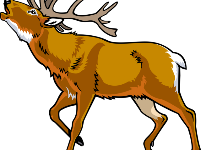 Elk Clipart Wildlife - Deer Cartoon (640x480)