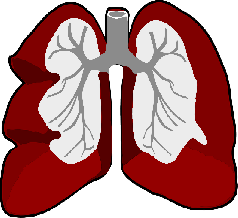 Free Pictures Outline - Lungs Clip Art (800x733)