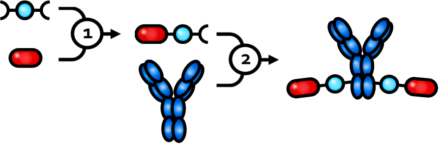 Building An Antibody Drug Conjugate With Lx® Is A Straightforward, - Building An Antibody Drug Conjugate With Lx® Is A Straightforward, (895x295)