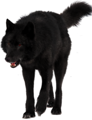 View Topic Howling Crazy For You~romantic Werewolf - Black Wolf Brown Wolf (306x400)