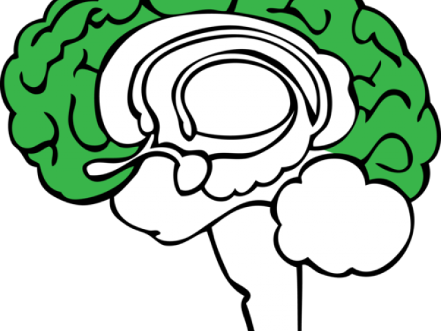 Brain Clipart Plant - Limbic System Clipart (640x480)