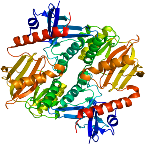 Synapsin - Synapsin Protein (500x494)