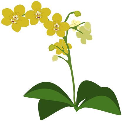 Secrets To Maintaining Orchids Laidback Gardener - Orchid Plant Clipart (450x450)