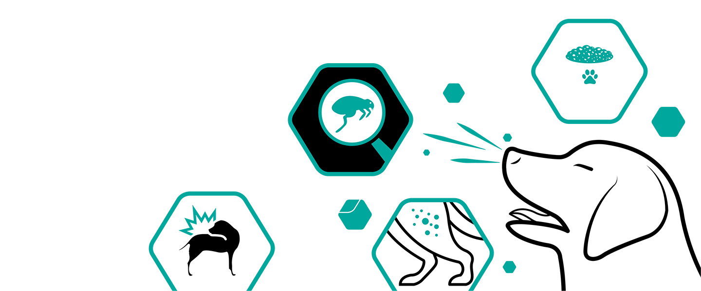Dog Allergies Can Be Triggered By A Number Of Different - Dog Allergies Can Be Triggered By A Number Of Different (1440x599)