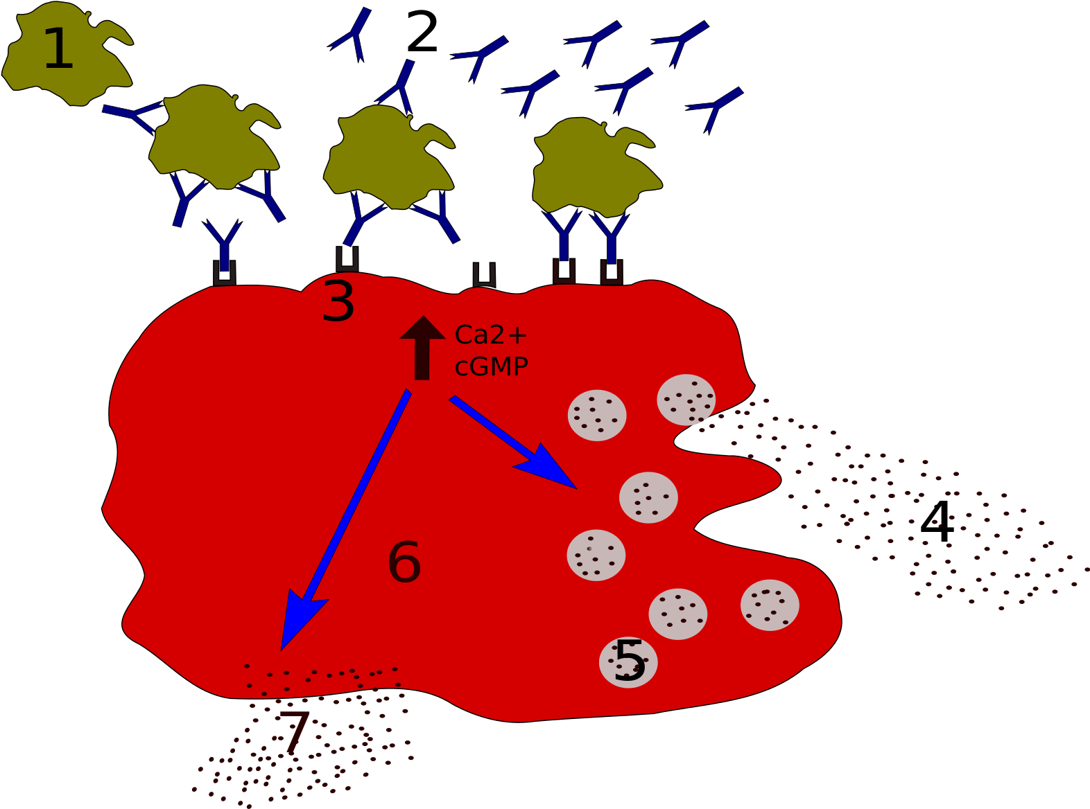 Allergy Degranulation Processes - Calcium Channels And Mast Cells (1600x1200)