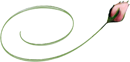 Pink Rose Bud - Illustration (555x382)