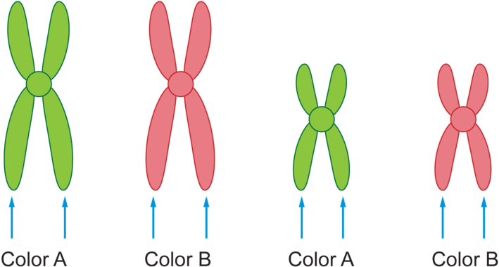 800 X 431 2 - Do You Draw A Chromosome (800x431)