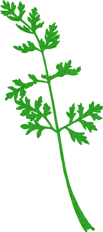 Publicado Por Silvia Buenacasa Andion En - Queen Anne's Lace Botanical (350x786)