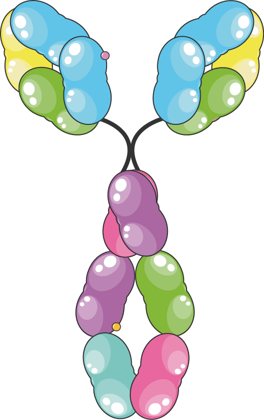 Igm - Immunoglobulin E (525x834)