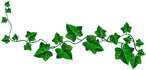 Www - Akaeaf - Org - Transparent Background Ivy Png (600x288)