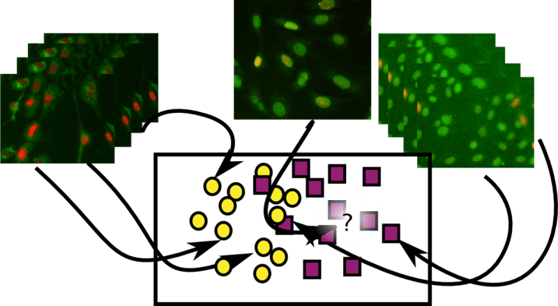 Recognition Of An Organelle - Recognition Of An Organelle (800x439)