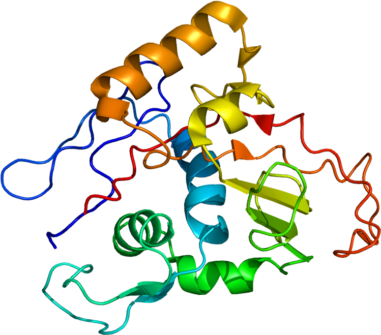 Atpase, Na /k Transporting, Alpha - Na K Atpase Alfa Subunit (798x708)