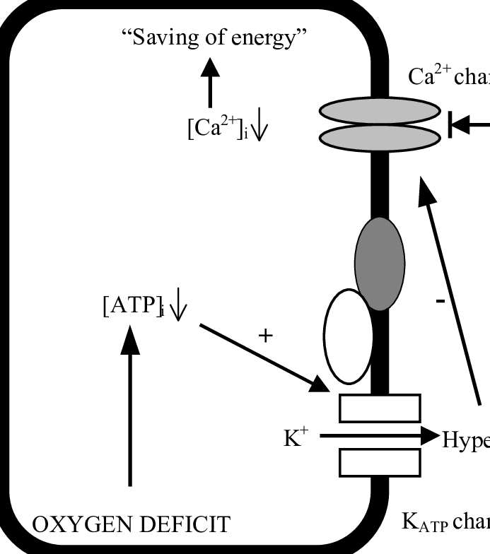 Mechanisms Occurring After Opening Of K Atp Channels - Diagram (693x784)