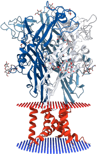 Crystal Structure Of The Atp-gated P2x4 Ion Channel - Graphic Design (350x350)