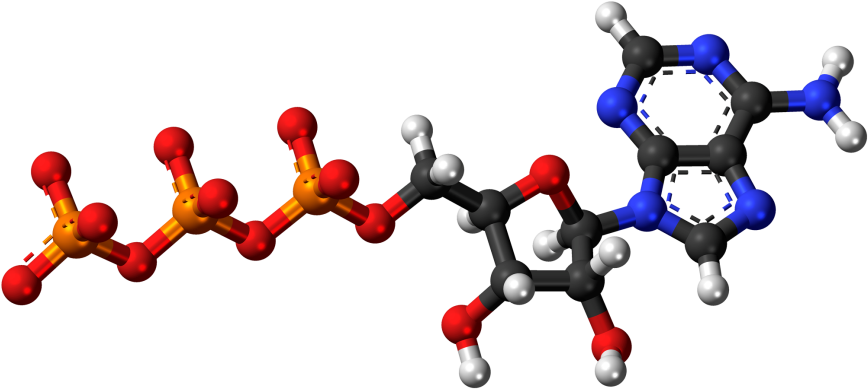 Adenosine Triphosphate Analysis Service - Dna Structure 3d Png (911x432)