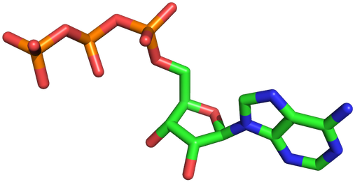 Hydrolysis Of Atp Is Used To Drive Conformational Changes - Hydrolysis Of Atp Is Used To Drive Conformational Changes (550x412)