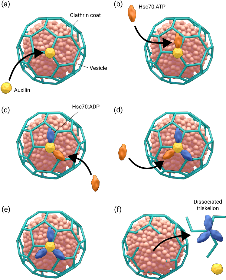 How Are Clathrin Coated Vesicles Uncoated - Coated And Uncoated Vesicles (800x1000)