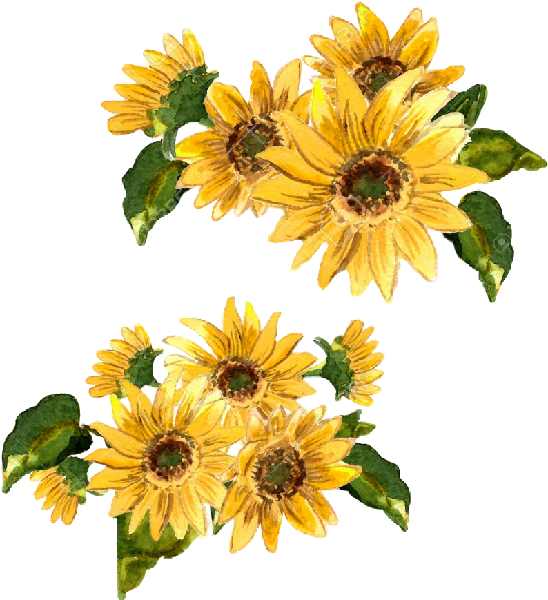 #flowers #flower #girasol #flor #amarilla #amarillo - Sunflower Banner Watercolor (1024x1024)