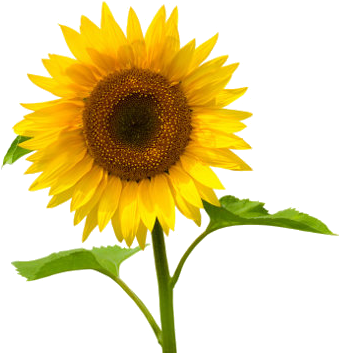 Girasoles Png - Lily Flower Name In Hindi (425x390)