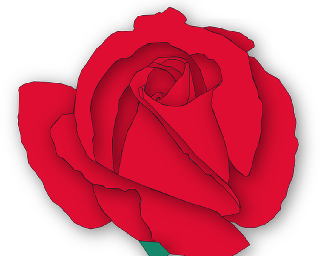 Rose Flower Flora Free Vector Graphic On Pixabay - Floribunda (1368x855)