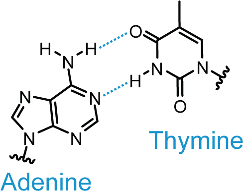 Base Pair Wikipedia - Base Pair (489x399)