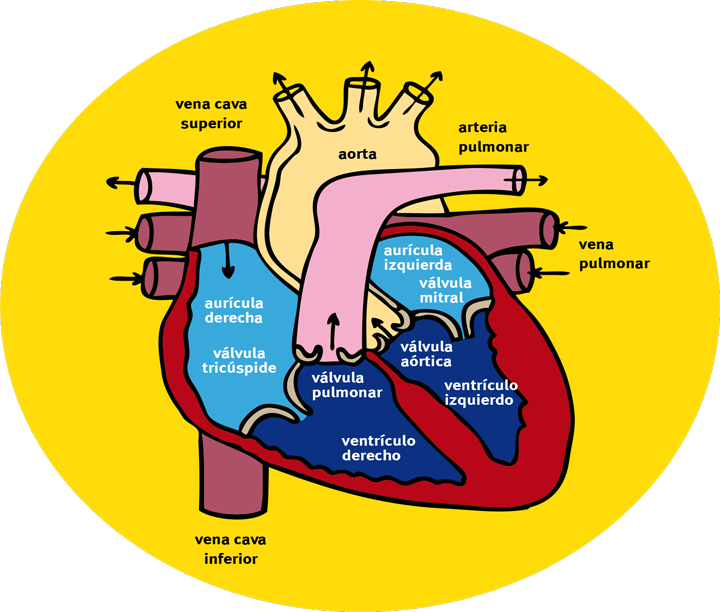 ¿cómo Circula La Sangre A Través Del Corazón Y Los - Camino Recorre El Jarabe Hasta Llegar (720x612)