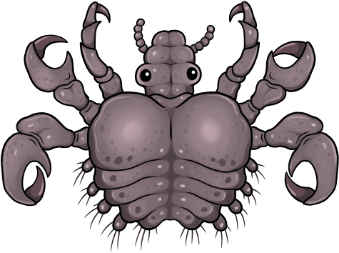 Crabs Clipart Std - Human Body Louse (500x407)