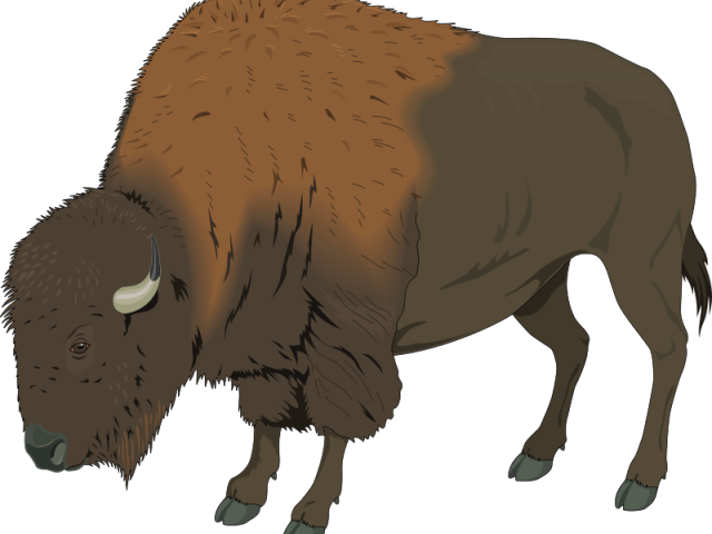 Bison Clipart Muskox - Buffalo Clip Art (640x480)