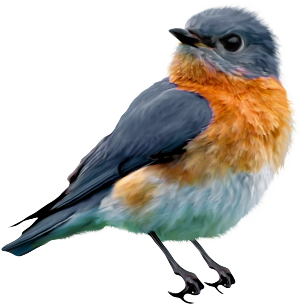 Bird Theme - Songbird Drawing (1008x1024)