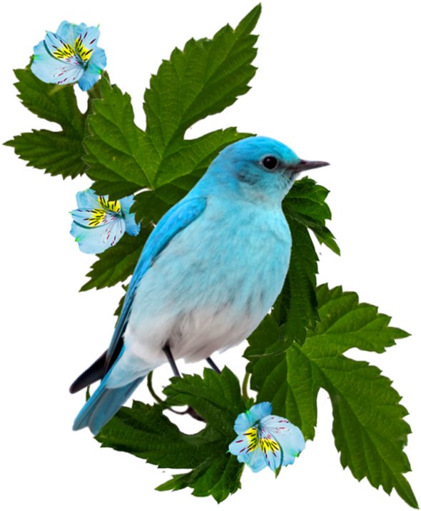 Фотки Bird Cage, Blue Bird, Bird Crafts, Picture Frames, - Portable Network Graphics (800x800)