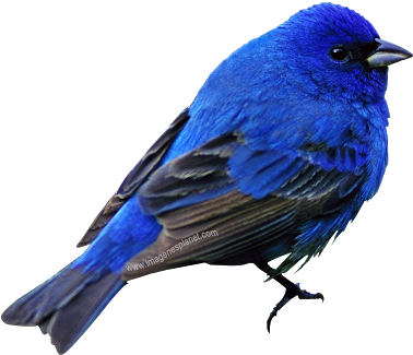 Imágenes Con Fondo Transparente Imágenes De - Aves Con Fondo Transparente (400x337)