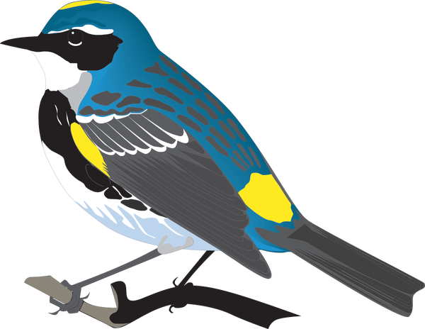 3 Apr - Mountain Bluebird (600x464)