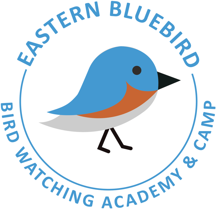 Eastern Bluebird - Université Libre De Bruxelles (1104x1200)