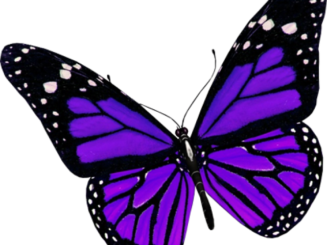 Rainbow Butterfly Clipart Spring - Purple Butterfly Transparent Background (640x480)