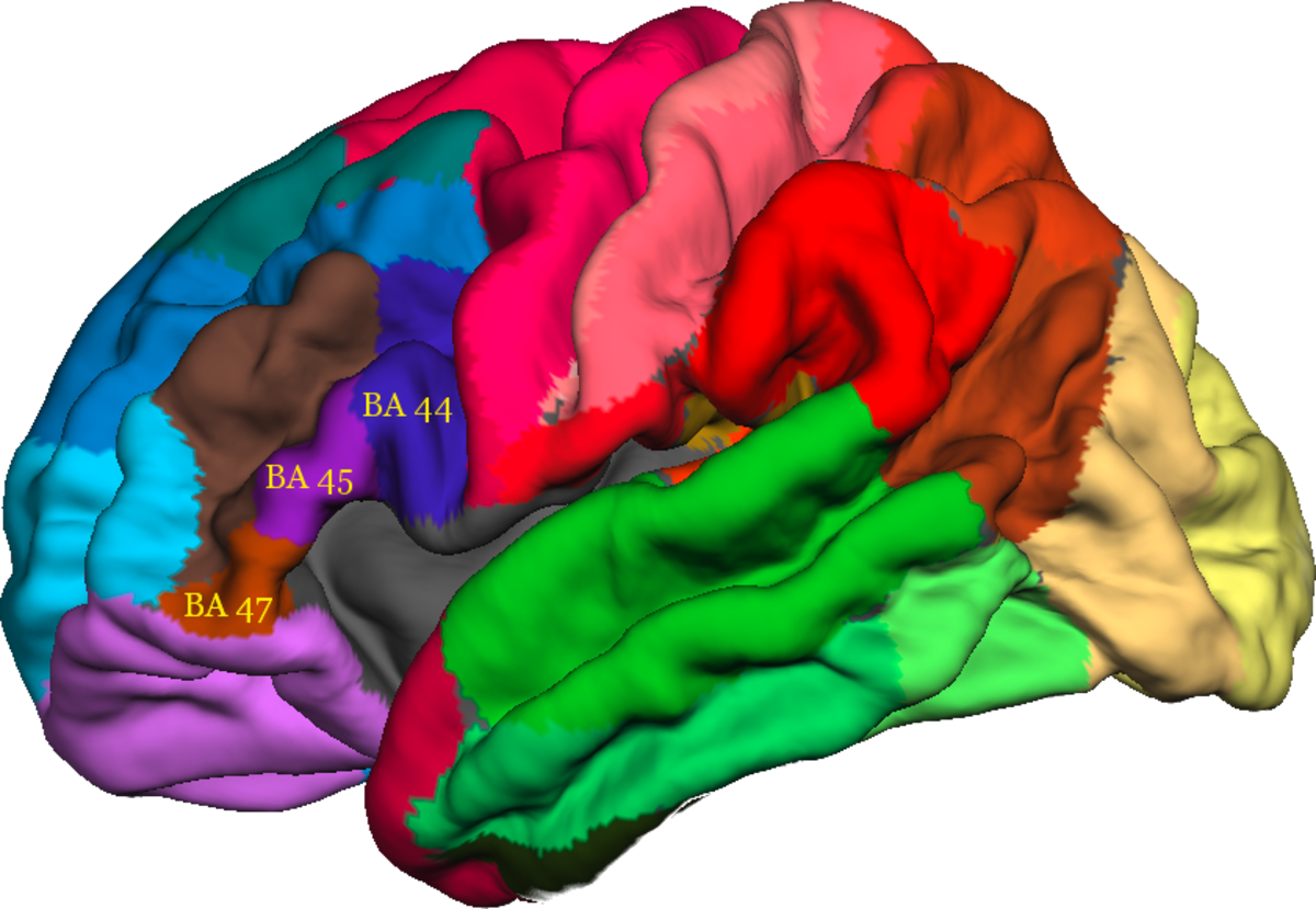 Brodmann Area 44 Freesurfer (1200x829)