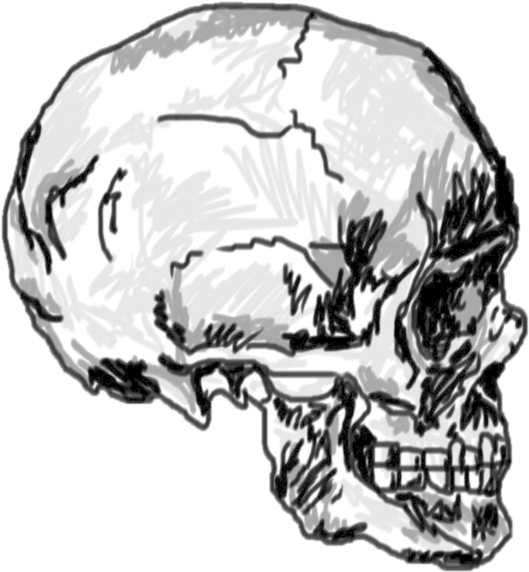 Drawn Skull Transparent Skull - Drawing (900x900)
